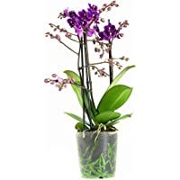 Orquídea de Botanicly – Orquídea mariposa – Altura: 40 cm- 3 brotes- flores púrpura – Phalaenopsis multiflora Little…